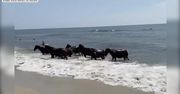 Stado dzikich koni szukające ochłody podczas upału wykąpało się w Oceanie Atlantyckim