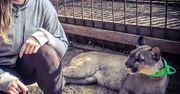 Puma Nubia nie wróci już do byłego właściciela? “To jest dramatycznie skrzywdzone zwierzę”