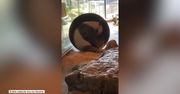 Panda niczym chomik weszła do największego kołowrotka dla zwierząt