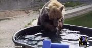Idealna zabawa na upały. Pracownicy zoo w Denver wiedzą jak dogodzić niedźwiedziom