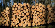 Lasy Państwowe na koronawirusie straciły już ponad 600 mln zł