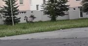 Safari na słowackim osiedlu. Zebra uciekła z mini-zoo