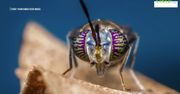 Niesamowite zdjęcia w skali makro. Oto zupełnie nowe oblicze owadów