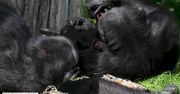 Wyjątkowe narodziny. Zagrożone wyginięciem szympansy zachodnioafrykańskie powitały na świecie młode
