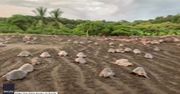 Setki żółwic na plaży w Kostaryce. Szykują się do złożenia jaj