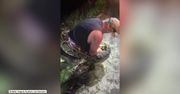 Największy w historii. 6-metrowy pyton odłowiony z bagien Everglades