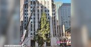 Słynna świąteczna choinka ustawiona przed Rockefeller Center w Nowym Jorku