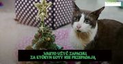 Jak utrzymać kota z dala od choinki? Przydatne rady