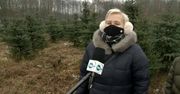 Plantacja żywych choinek na Podlasiu