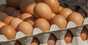 Salmonella w jajach ściółkowych firmy Polskie Fermy