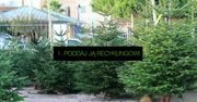 Jak pozbyć się choinki po świętach? 5 eko-sposobów