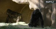 Koronawirus w zoo w San Diego. Obecność wirusa wykryto u goryli.