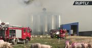 Pożar na jednej z największych farm świń w Niemczech. Zginęło kilkadziesiąt tysięcy zwierząt.