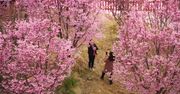 Kwitnące drzewka wiśniowe przyciągają turystów do wyjątkowego ogrodu w Chinach.