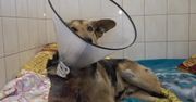Pani sołtys oskarżona o znęcania się nad psem. Grozi jej do 5 lat więzienia.