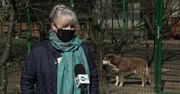 B. senator PiS ciągnął psa za samochodem. OTOZ Animals zażąda najwyższej przewidzianej prawem kary.