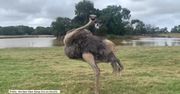 Struś dał pokaz tańca odwiedzającym zoo w Melbourne.