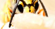 Naukowcy: osy są tak samo wartościowe dla środowiska, jak pszczoły