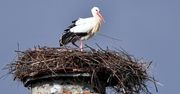 Ornitolodzy: wyrzucanie jajek z gniazda przez bociany jest naturalne.