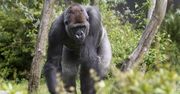 Goryle, szympansy i bonobo ucierpią w najbliższych dekadach