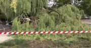 Wielka gałąź spadła na kobietę w Gdyni.