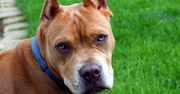 5-letnia dziewczynka pogryziona przez pitbulla na Dolnym Śląsku. W stanie ciężkim trafiła do szpitala