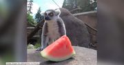 Zwierzęta w zoo w Oregonie świętują dzień arbuza