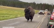 Żubr sparaliżował ruch w Parku Narodowym Yellowstone