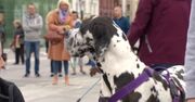 Czworonogi czekają na adopcję. Parada psów we Wrocławiu.