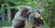 Koala poznaje świat na plecach mamy.