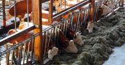 Europosłowie zaniepokojeni dobrostanem zwierząt wywożonych z UE