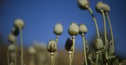 Po przejęciu władzy przez talibów cena opium wzrosła trzykrotnie.