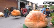 Konkurs gigantycznych dyń w Niemczech. Największa ważyła 744 kilogramy.