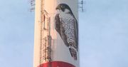 Ogromny mural sokoła wędrownego na kominie w Toruniu. Malarze musieli wykorzystać techniki alpinistyczne