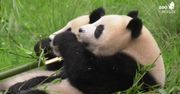 Pandy z berlińskiego zoo czeka przeprowadzka do Chin