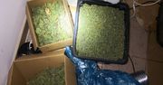 Nielegalna uprawa konopi indyjskich zlikwidowana. Przechwycono prawie 30 kg marihuany