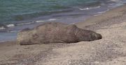 Mors odpoczywał na plaży w okolicach Mielna. To prawdopodobnie pierwszy taki przypadek
