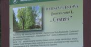 Wandale podpalili pomnik przyrody. 500-letni dąb Cysters przetrwał, ale nie wiadomo, czy się odrodzi