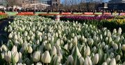 Holandia: Amsterdam pęka w kolorach, gdy rozpoczyna się Narodowy Dzień Tulipanów.