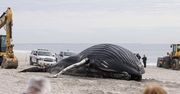USA: 11-metrowy humbak zmarł na plaży w Nowym Jorku
