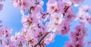 Kwitnące niebo: turyści wypełniają chińskie parki Fujian, gdy rozpoczyna się sezon kwitnienia wiśn