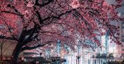 W Parku Ueno w Tokio rozpoczyna się sezon kwitnienia wiśni