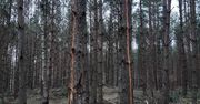 Co kryje się za tajemniczymi pionowymi pasami na sosnach w leśnictwie Białobłocie?