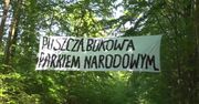 Ekolodzy rozpoczęli protest przeciwko wycince drzew w Puszczy Bukowej w Szczecinie