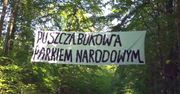Aktywiści chcą ocalić Puszczę Bukową. Protestują przeciwko wycince wiekowego drzewostanu