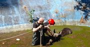 Policjanci i przedstawiciele innych służb uratowali młodego łosia.