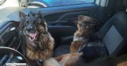 Owczarki niemieckie zamknięte w rozgrzanym samochodzie. Po uwolnieniu “rzuciły się do wody”