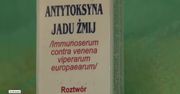 Żmija ukąsiła sześcioletniego chłopca. Dziecko trafiło do szpitala