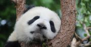 Olbrzymia panda Tian Tian świętuje 26. urodziny z wielopiętrowym tortem w Waszyngtońskim zoo