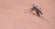 USA zatwierdza pierwszą szczepionkę przeciw Chikungunya